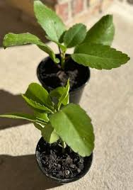 Image result for Kalanchoe pinnata