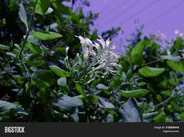 The search engine that helps you find exactly what you're looking for. Afuzzy White Flower Image Photo Free Trial Bigstock
