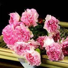 Red Stripe Carnation Seeds Flower Seeds Bonsai Flower Carnations