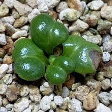 Image result for Aeollanthus