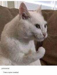 I Did It Again Imgur Feeding Time Cute Cats Cute Cat Memes Cute Animals