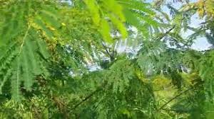 Ia adalah antara tumbuhan pemberi sumber protein terbaik untuk makanan lembu, dimakan segar, muda, matang, hijau ataupun kering. Petai Belalang Khasiat Tanya Yg Pakar Youtube