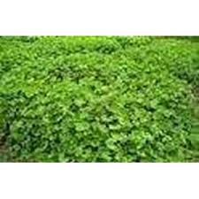 Ya, makanan yang satu ini juga menjadi salah satu menu rumahan yang. Aneka Rempah Rempah Baik Untuk Bumbu Dapur Atau Pengobatan Kondisi Kering Atau Bubuk Toko Sehat Sejahtera Sentosa Bandung Jawa Barat Indonetwork