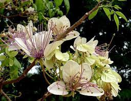 Tanaman Sempal Wadak Three Leaved Caper Tanaman Obat Tanaman Ide Berkebun