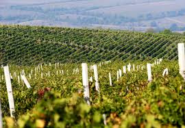 18 467 — liczba osób uczestniczących w działalności. Moldawia Gospodarzem Miedzynarodowej Konferencji Nt Turystyki Winnej Wasza Turystyka