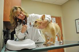 On the street of south raymond avenue and street number is 959. Vca Calvert Veterinary Center Has The Same Vision With Added Support Pasadena