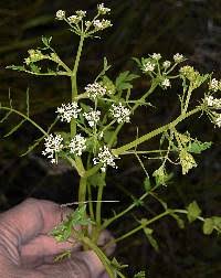 Image result for Berula erecta