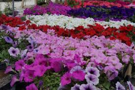 Check spelling or type a new query. When Should I Plant Annual Flowers Mps Property Services
