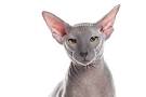 Hairless Peterbald Sphynx - *AVAILABLE KITTENS