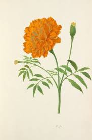 Tagetes Marigold Tattoo Botanical Prints Botanical