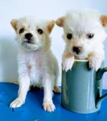 Pocket dog price in sri lanka. Pocket Pomeranian Puppies In Sri Lanka Siyaluma Lk