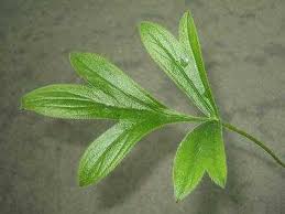 Image result for Pelargonium luridum