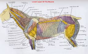 Horse Anatomy Pictures Think Like A Horse Rick Gore