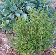Image result for Cissus guerkeana