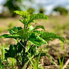 Image result for Telfairia occidentalis