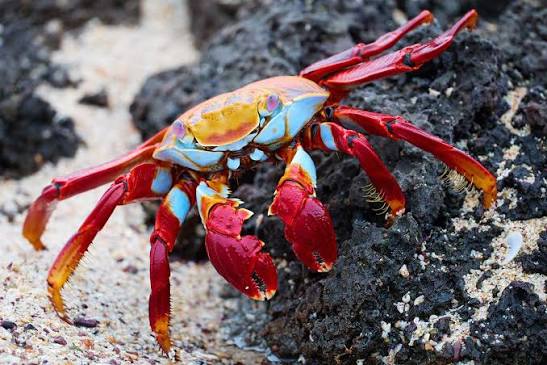 Galapagos crab