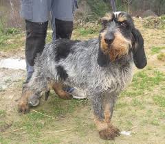 Maybe you would like to learn more about one of these? Griffon Bleu De Gascogne Alchetron The Free Social Encyclopedia