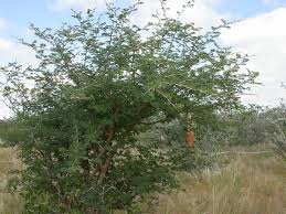 Image result for Acacia fleckii