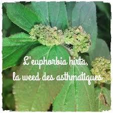 Une Plante Enregistree Dans La Pharmacopee Africaine L Euphorbia Hirta Actubio Plante Pharmacopee Feuilles De Plantes