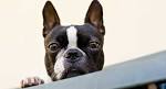 Boston Terrier Dog Breed Information, Pictures ...
