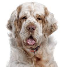 Clumber spaniel for sale in pennsylvania. Clumber Spaniel Puppies For Sale Adoptapet Com