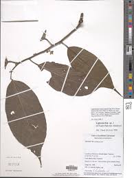 Image result for Leptonychia