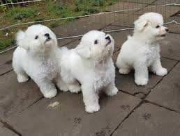 The chihuahua is one of the smallest breeds of dog, and is named after the mexican state of chihuahua. Anjingkita Com Anjing Dijual Anakan Anjing Bichon Frise Anjing Bichon Frise Bichon Frise Ras Anjing Frise Bichon