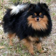 Cute Black And Brown Pomeranian Strong S Pups Poms Poodles Yorkies Pomeranian Puppy Black Pomeranian Dogs