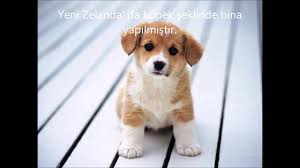 Kopekler Hakkinda 25 Ilginc Bilgi Youtube