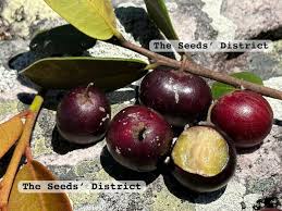 Image result for Pouteria adolfi-friederici