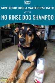 No Rinse Waterless Dry Dog Shampoo Dog Shampoo Diy Dog Shampoo Dry Dog Shampoo