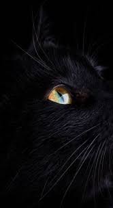 76 black cat desktop wallpapers images in full hd, 2k and 4k sizes. Black Cat Wallpaper Background Hd Images 4k Toneswall