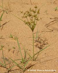 Image result for Cyperus amauropus