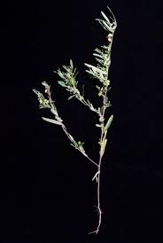 Image result for Polygala erioptera