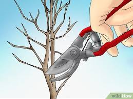 X soulangeana) and its myriad selections, often called tulip trees because of the also, prune only when absolutely necessary. How To Prune A Tulip Magnolia 8 Steps With Pictures Wikihow