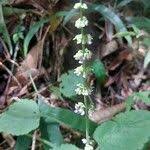 Image result for Basilicum polystachyon