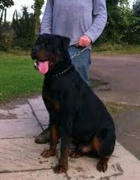 German rottweiler puppies for sale in oregon or from dkv rottweilers. Rottweiler Puppies For Sale Vancouver Wa 126200