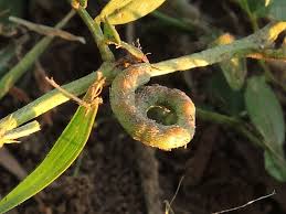 Image result for Indigofera circinella