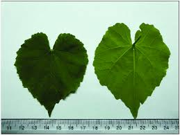 Image result for Abutilon indicum