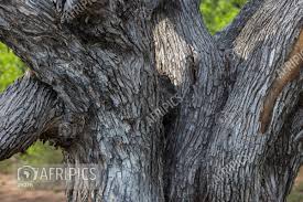 Image result for Colophospermum