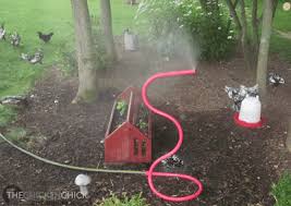 Caring for a garden requires regular watering, according. Beating The Heat Helping Your Chickens Survive High Temps