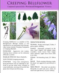 Creeping Bellflower Campanula Rapunculoides Bellflower Perennials Campanula