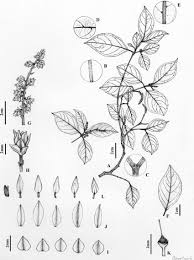 Image result for Rinorea convallarioides