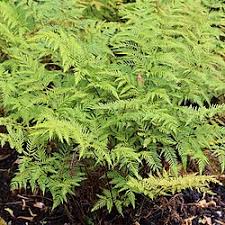 Image result for Pteris buchananii