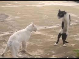 Blaznive Kocky Funny Cats Cats Kittens Funny Funny Cat Fails