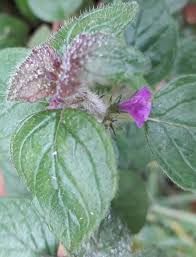Image result for Clinopodium uhligii