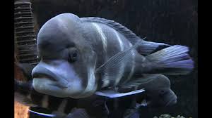 Fishkeepers often keep tropical fish in freshwater and saltwater aquariums. Fish Store Tour For The Second Time At Tongs Youtube