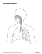 The Respiratory System Blank Printable Printable 6th 12th Grade Teachervision Com Respiratory System Human Respiratory System Circulatory System