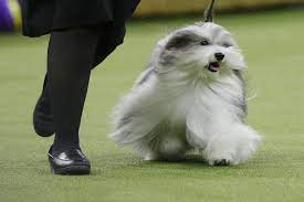After winning the sporting group, fans chanted bean for the dog, whose breed has only won best in show at westminster once. National Dog Show 2019 Results Best In Show And List Of Winners Bleacher Report Latest News Videos And Highlights