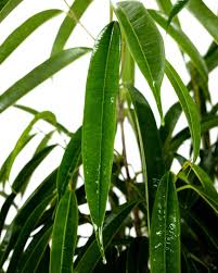 Image result for Ficus muelleriana